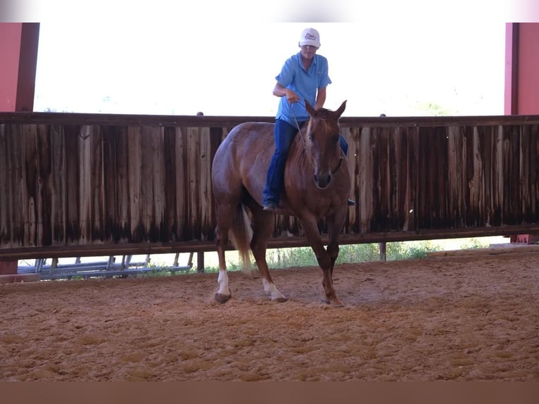 American Quarter Horse Wałach 13 lat 152 cm Kasztanowatodereszowata in Stephenville