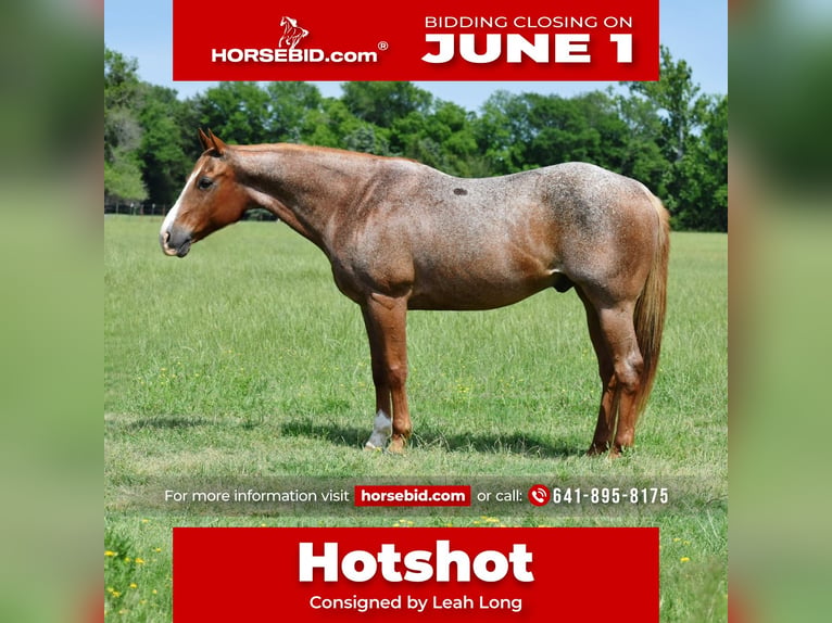 American Quarter Horse Wałach 13 lat 152 cm Kasztanowatodereszowata in Sulphur Springs