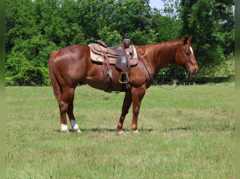 American Quarter Horse Wałach 13 lat 152 cm Kasztanowatodereszowata in Sulphur Springs