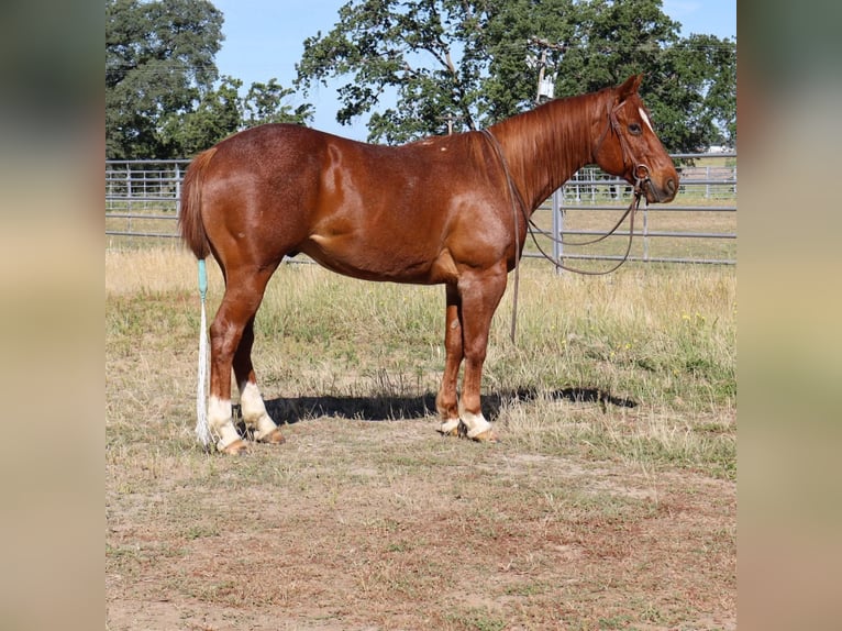 American Quarter Horse Wałach 13 lat 152 cm Kasztanowatodereszowata in Sulphur Springs