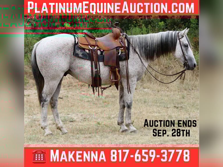 American Quarter Horse Wałach 13 lat 152 cm Siwa in Lipan TX