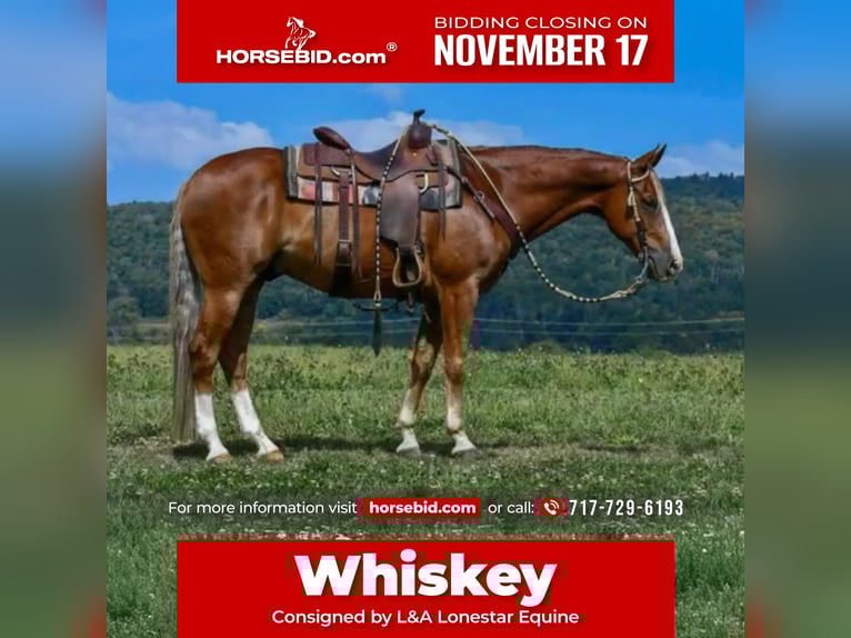 American Quarter Horse Wałach 13 lat 155 cm Cisawa in Needmore