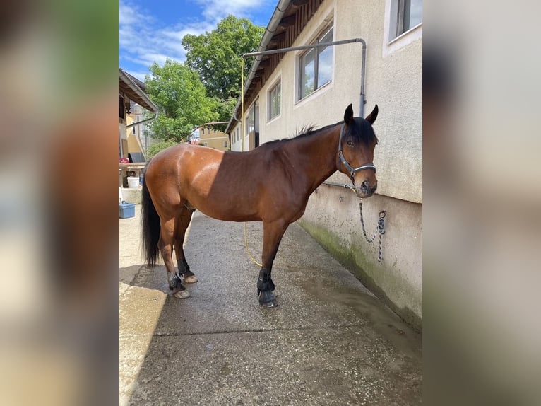 American Quarter Horse Mix Wałach 13 lat 155 cm Gniada in Mattsee