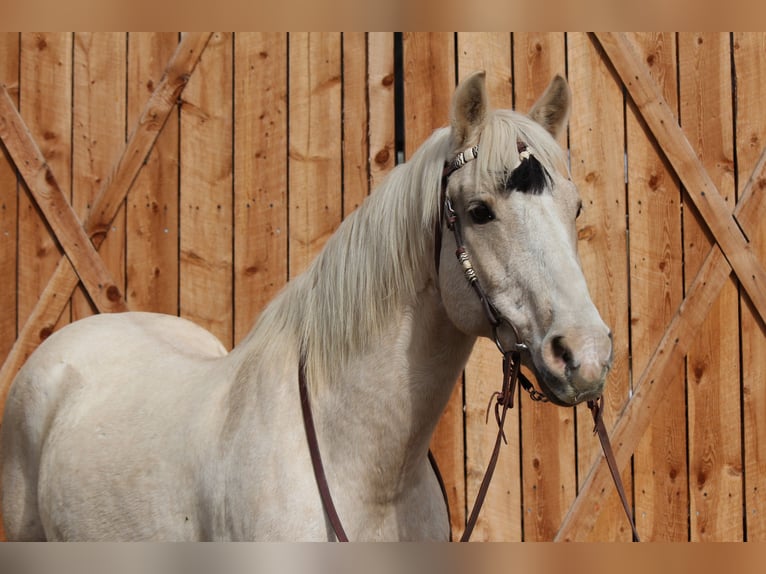 American Quarter Horse Wałach 13 lat 155 cm Izabelowata in Fort Collins