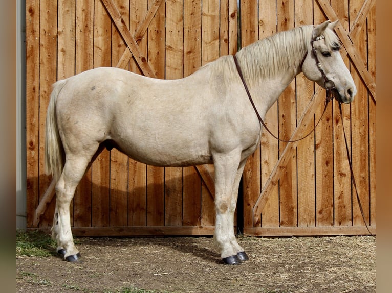 American Quarter Horse Wałach 13 lat 155 cm Izabelowata in Fort Collins