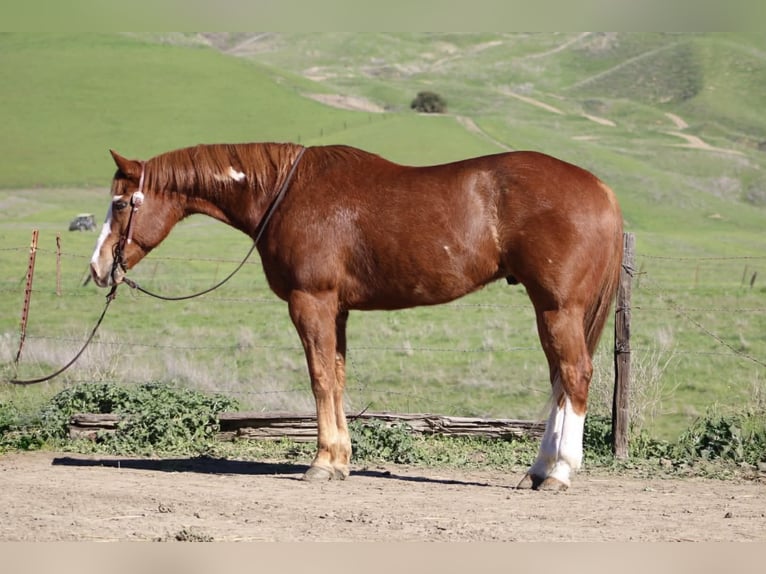 American Quarter Horse Wałach 13 lat 155 cm Overo wszelkich maści in Paicines CA