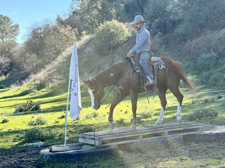 American Quarter Horse Wałach 13 lat 155 cm Overo wszelkich maści in Paicines CA