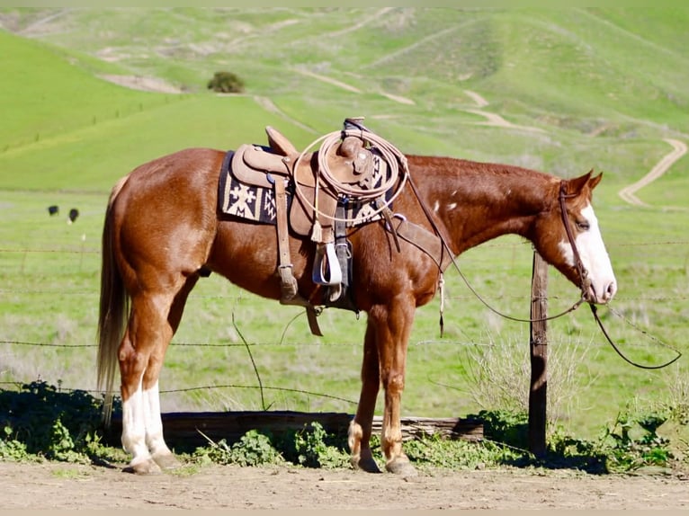 American Quarter Horse Wałach 13 lat 155 cm Overo wszelkich maści in Paicines CA
