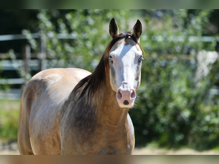 American Quarter Horse Wałach 13 lat 156 cm Jelenia in Seeon-Seebruck