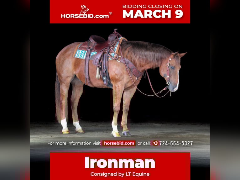 American Quarter Horse Wałach 13 lat 157 cm Ciemnokasztanowata in Clarion