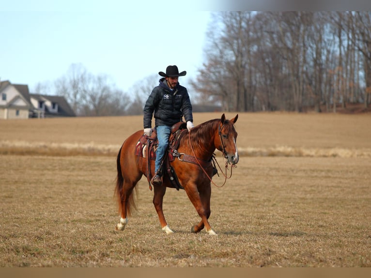 American Quarter Horse Wałach 13 lat 157 cm Ciemnokasztanowata in Clarion