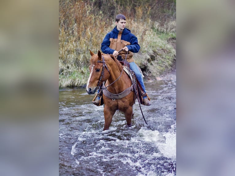 American Quarter Horse Wałach 13 lat 157 cm Cisawa in Fort Collins, CO