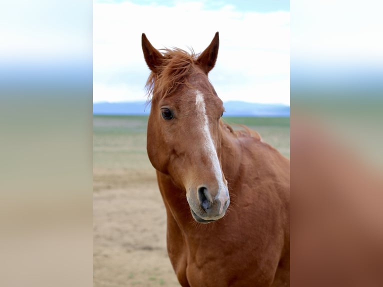 American Quarter Horse Wałach 13 lat 157 cm Cisawa in Fort Collins, CO