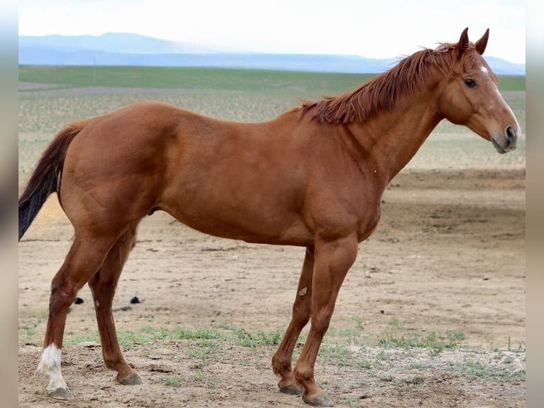 American Quarter Horse Wałach 13 lat 157 cm Cisawa in Fort Collins, CO