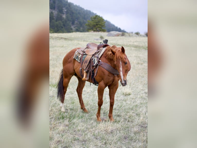 American Quarter Horse Wałach 13 lat 157 cm Cisawa in Fort Collins, CO