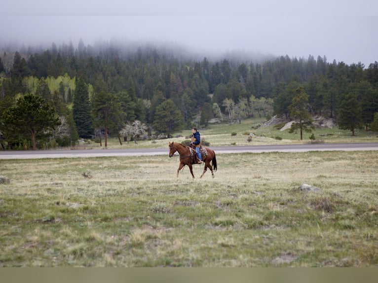 American Quarter Horse Wałach 13 lat 157 cm Cisawa in Fort Collins, CO