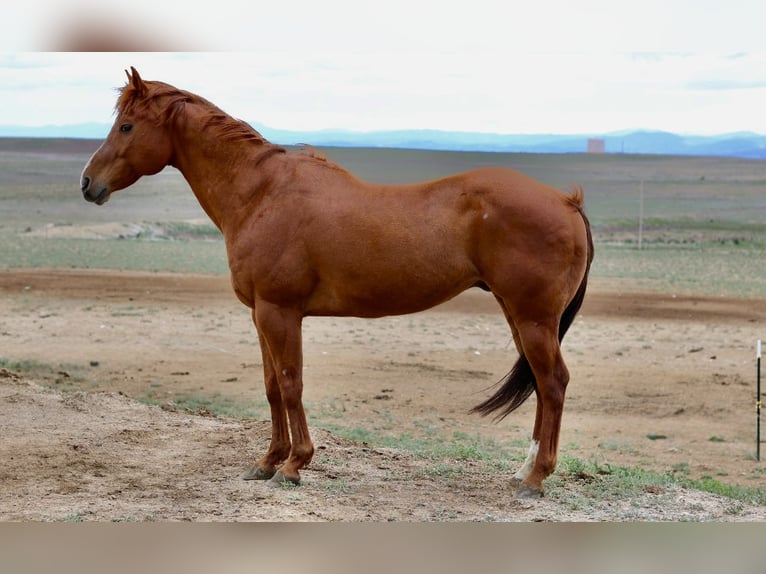 American Quarter Horse Wałach 13 lat 157 cm Cisawa in Fort Collins, CO