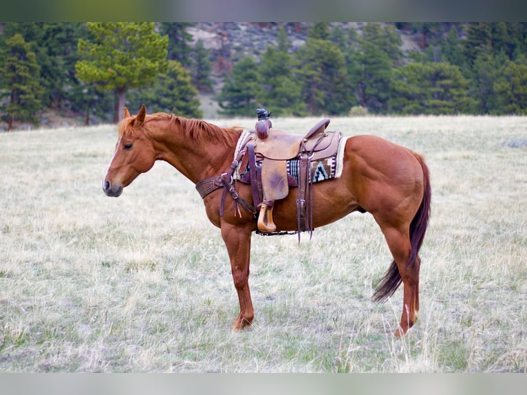American Quarter Horse Wałach 13 lat 157 cm Cisawa in Fort Collins, CO