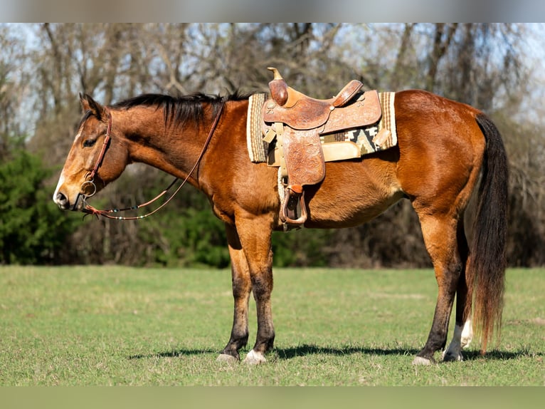 American Quarter Horse Wałach 13 lat 157 cm Gniada in Rockwall