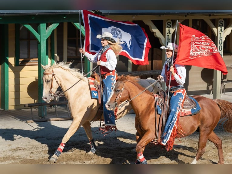 American Quarter Horse Wałach 13 lat 157 cm Izabelowata in Eging am See