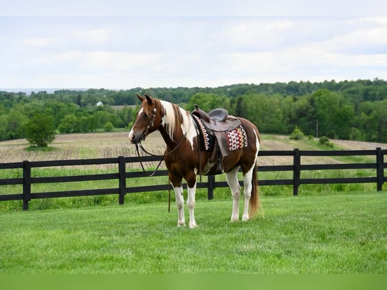 American Quarter Horse Wałach 13 lat 157 cm Tobiano wszelkich maści in Fredricksburg, OH