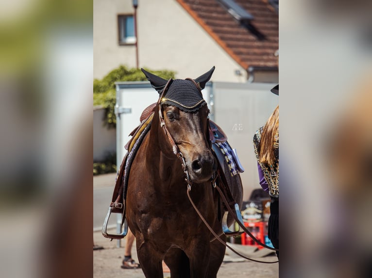 American Quarter Horse Wałach 13 lat 158 cm Ciemnogniada in Zahna