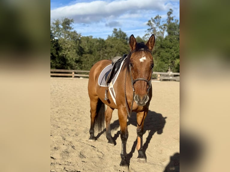 American Quarter Horse Wałach 13 lat 160 cm Bułana in Bitterwater CA