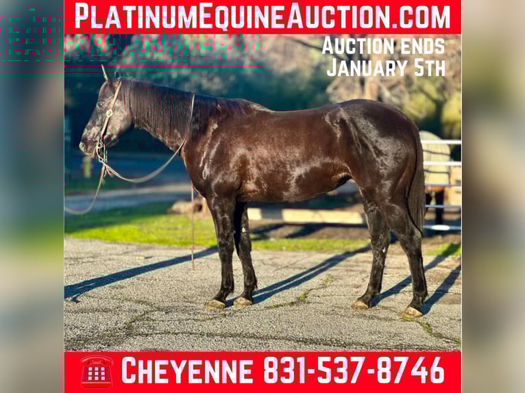 American Quarter Horse Wałach 13 lat 160 cm Kara in Bitterwater CA