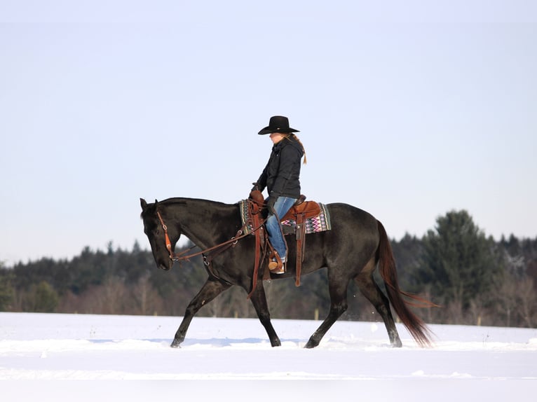 American Quarter Horse Wałach 13 lat 160 cm Karodereszowata in Clarion