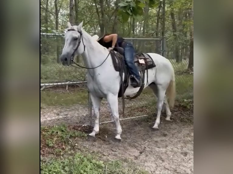 American Quarter Horse Wałach 13 lat 160 cm Siwa in Central Islip