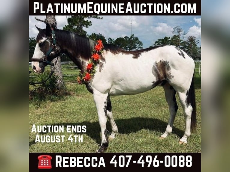 American Quarter Horse Wałach 13 lat 165 cm Overo wszelkich maści in Christmas FL