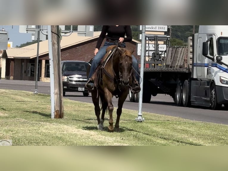 American Quarter Horse Wałach 13 lat Ciemnokasztanowata in Weatherford TX