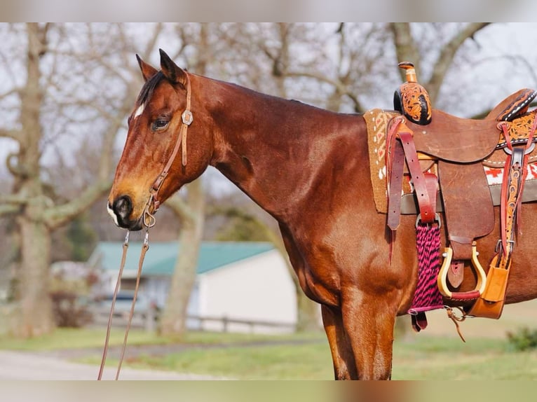 American Quarter Horse Wałach 13 lat Gniada in Rineyville KY