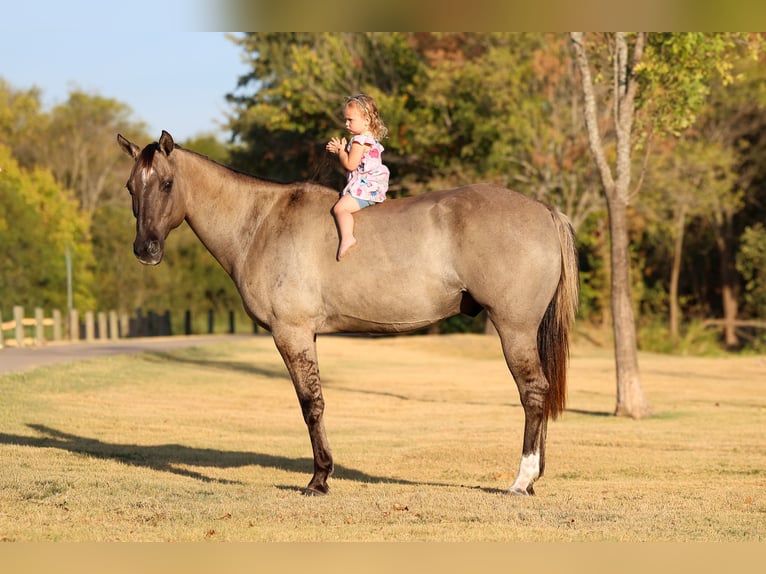 American Quarter Horse Wałach 13 lat Grullo in Terrell