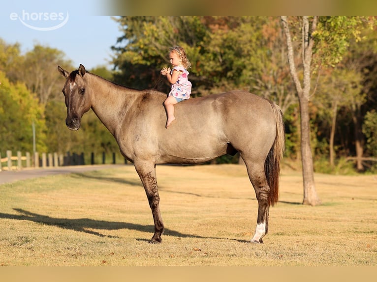 American Quarter Horse Wałach 13 lat Grullo in Forney