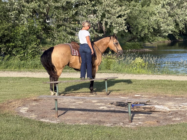 American Quarter Horse Wałach 13 lat Jelenia in Cannon Falls