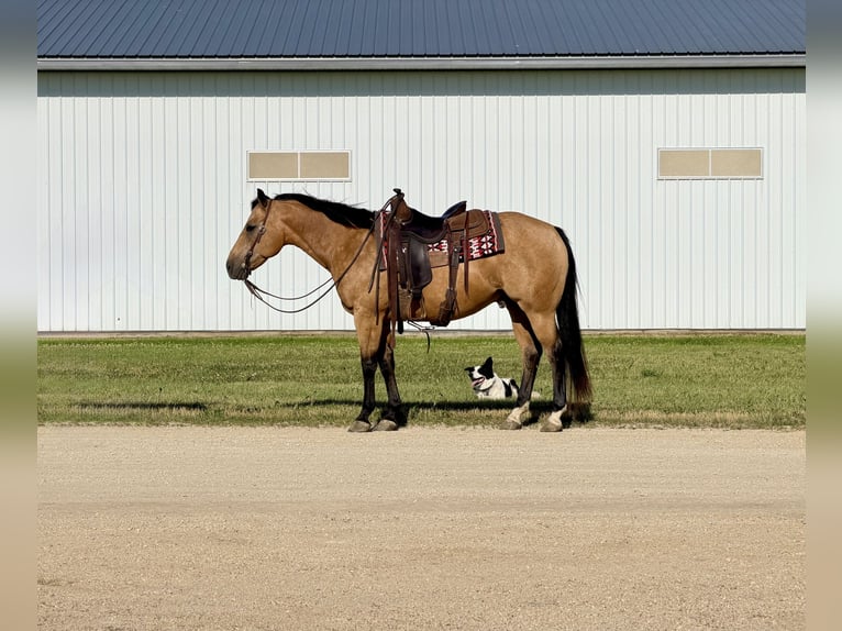 American Quarter Horse Wałach 13 lat Jelenia in Cannon Falls
