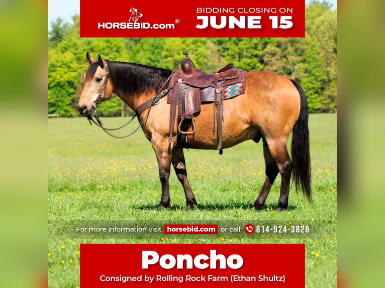American Quarter Horse Wałach 13 lat Jelenia in Clarion