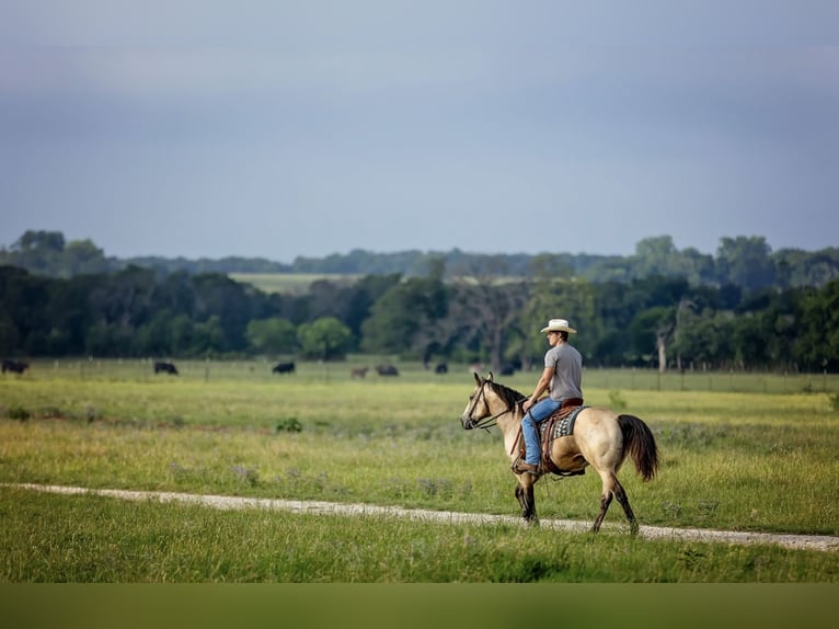 American Quarter Horse Wałach 13 lat Jelenia in Fredericksburg