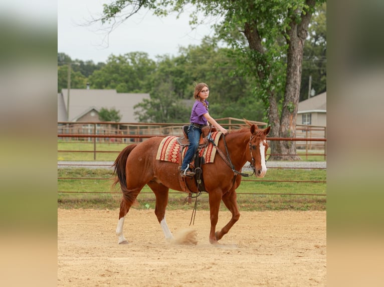 American Quarter Horse Wałach 13 lat Kasztanowatodereszowata in Quitman