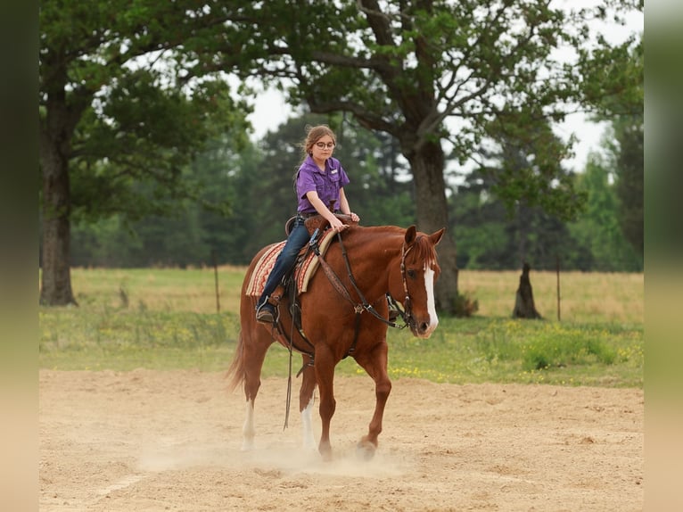 American Quarter Horse Wałach 13 lat Kasztanowatodereszowata in Quitman