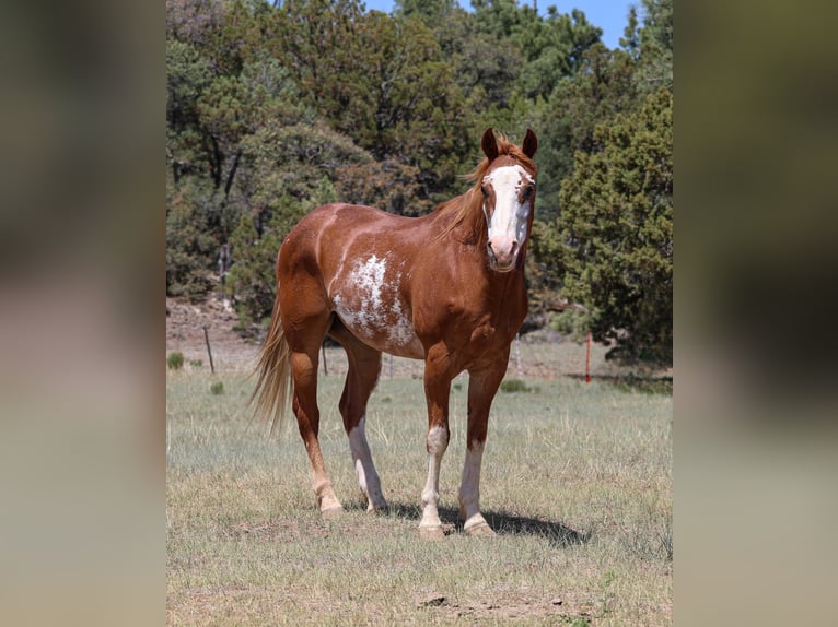 American Quarter Horse Wałach 13 lat Kasztanowatodereszowata in Cottonwood AZ