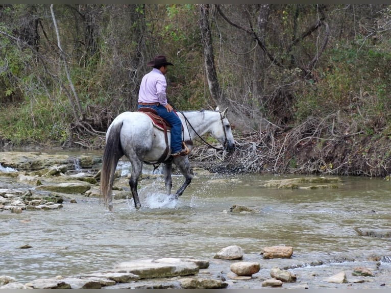 American Quarter Horse Wałach 13 lat Siwa in Stephenville TX