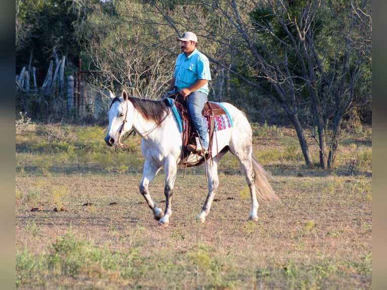 American Quarter Horse Wałach 13 lat Siwa in Stephenville TX