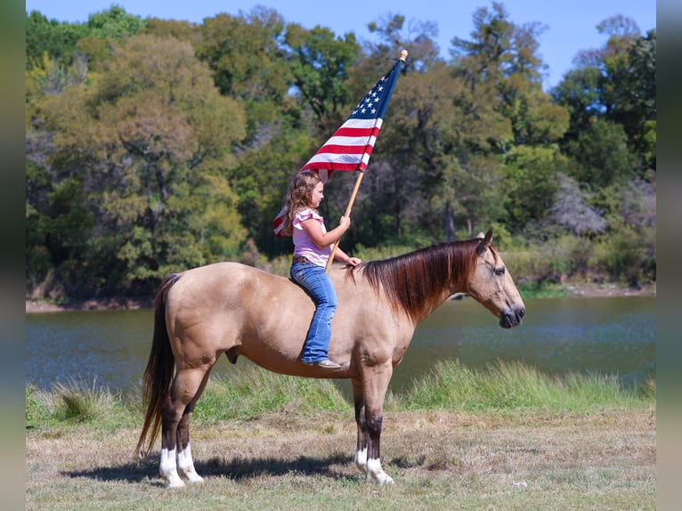 American Quarter Horse Wałach 14 lat 140 cm Jelenia in Forney