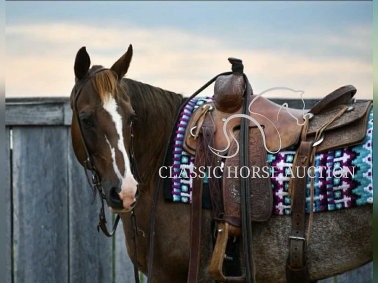 American Quarter Horse Wałach 14 lat 142 cm Ciemnokasztanowata in Waynesboro, PA