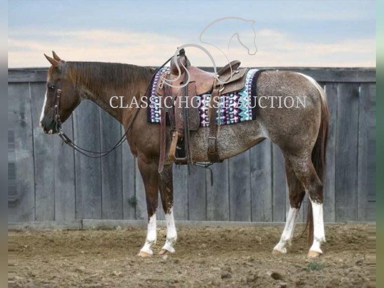 American Quarter Horse Wałach 14 lat 142 cm Ciemnokasztanowata in Waynesboro, PA