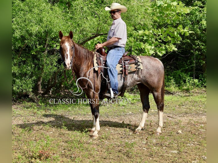 American Quarter Horse Wałach 14 lat 142 cm Ciemnokasztanowata in Waynesboro, PA