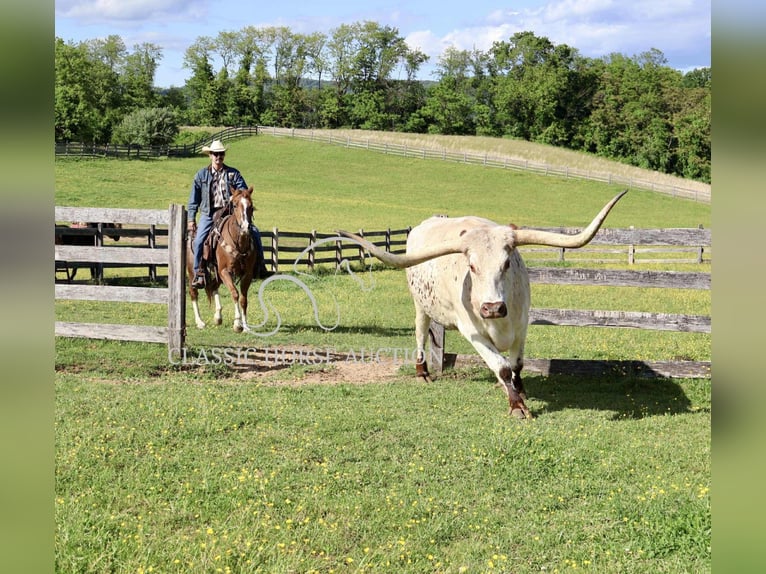 American Quarter Horse Wałach 14 lat 142 cm Ciemnokasztanowata in Waynesboro, PA