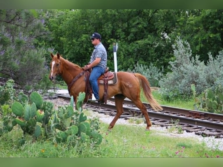 American Quarter Horse Mix Wałach 14 lat 142 cm Cisawa in Poolville